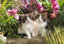 Image result for Spring Cat Pictures