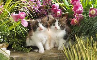 Image result for 3 Spring Cat Wallpaper