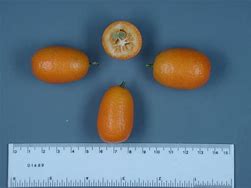 Image result for Tropical Asian Fruit Kumquat