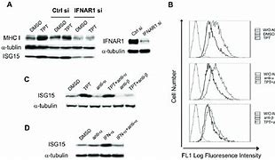 Image result for IFN Receptor