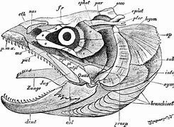 Image result for Fish Skull