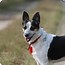 Image result for Rat Terrier Pups