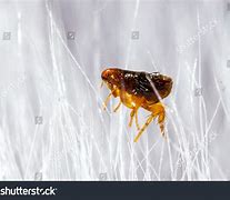 Image result for Dried Up Flea