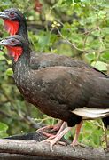 Image result for White-winged Guan