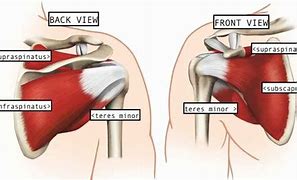 Image result for Shoulder Muscle Groups