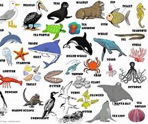 Image result for Sea Vocabulary