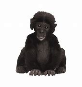 Image result for Bonobo PNG