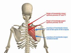 Image result for Left Rhomboid Muscle