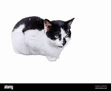 Image result for Light Brown Cat with Spots