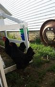 Image result for Blue Australorp Pullets 10 Weeks