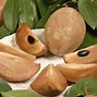 Image result for Petik Buah Sawo