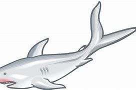 Image result for Bull Shark Clip Art