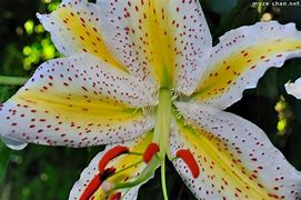 Image result for Japanese Name Lily