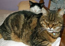 Image result for Two Head Cat