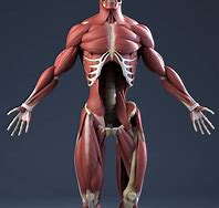 Image result for Muscle Skeleton Model