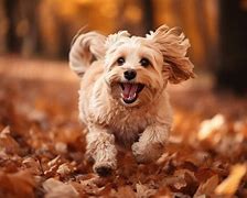 Image result for Thanksgiving Puppy Banner