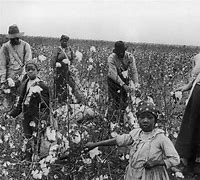 Image result for Black Person Harvesting Cotton