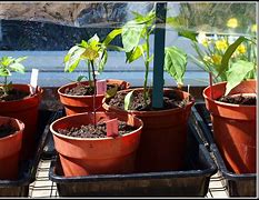 Image result for Chilli Plantation