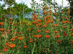 Image result for New Zealand Summer Flowers