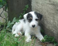 Image result for Parson Russell Terrier