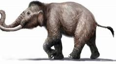 Image result for Sicilian Dwarf Elephant