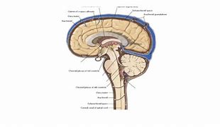 Image result for Body Foramen