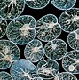 Image result for Protozoan