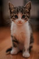 Image result for Baby Cat Photos