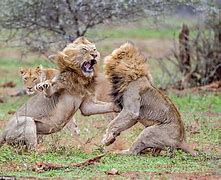 Image result for Fighting The Lion Inside