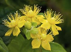 Image result for Bushes with Yellow Flowers Shrubs