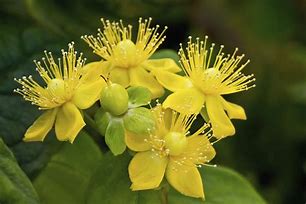 Image result for Shrubs with Yellow Flowers and Brown Leaves