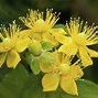 Image result for Bushes with Yellow Flowers Shrubs