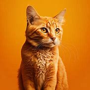 Image result for Shades of Orange Cat