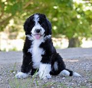 Image result for Brown and White Goldendoodle