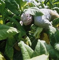 Image result for Harvesting Tobacco Plant