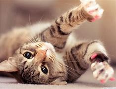 Image result for Cool Kitten Wallpaper