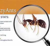 Image result for Crazy Ants