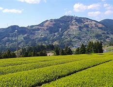 Image result for Tea Plantations Japan