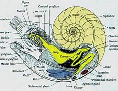 Image result for Cephalopod Internal Shell