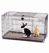 Image result for Pet Bunny Rabbit