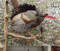 Image result for Turkey Roost Plans