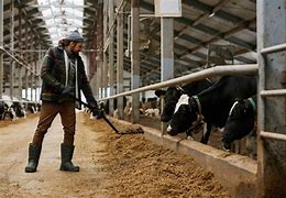 Image result for Feeding Cows Hay