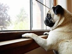 Image result for Dog Waiting Laugh Meme