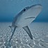 Image result for Fox Shark