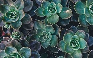 Image result for Laptop Plant Wallpaper Boho