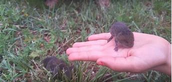 Image result for Baby Gopher