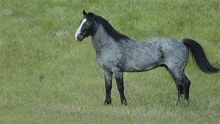 Image result for Blue Roan Horse Saddled