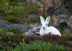 Image result for Tundra Fauna