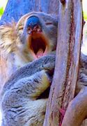 Image result for Koala Scream