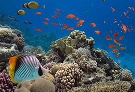 Image result for Ocean Mammals Animals